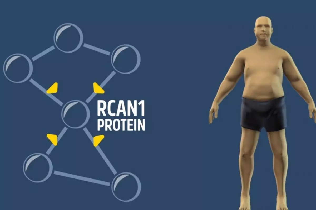 Future medications may be able to treat obesity by silencing a gene known as RCAN1 (Regulator of Calcineurin1)