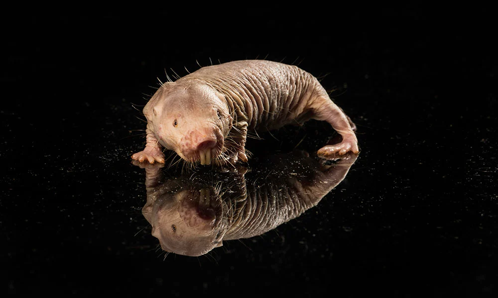 Researchers have peered into the cells of the aging-resistant naked mole rat, and found a strange mechanism