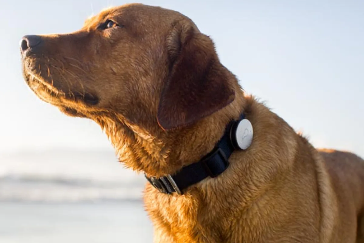 Modern tech can help keep pets safe and healthy