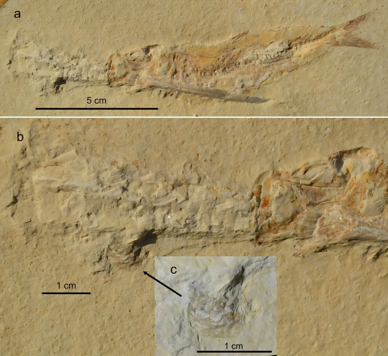 Tharsis with belemnite lodged through mouth and gill apparatus from Blumenberg, Eichstätt Basin, Bavaria, Germany. (a) complete specimen (b) close-up of the belemnite phragmocone with an attached oyster (see arrow). (c) close-up of the oyster