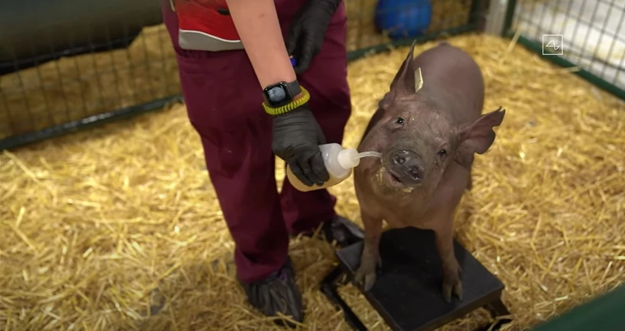 On Friday, Neuralink founder Elon Musk offered a look at the team’s progress with the help of a pig named Dorothy