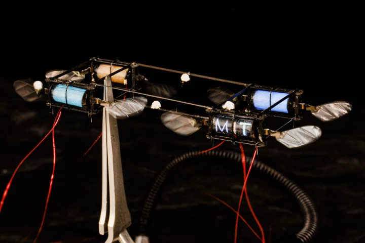MIT engineers have created firefly-inspired robots that light up when they flap their wings