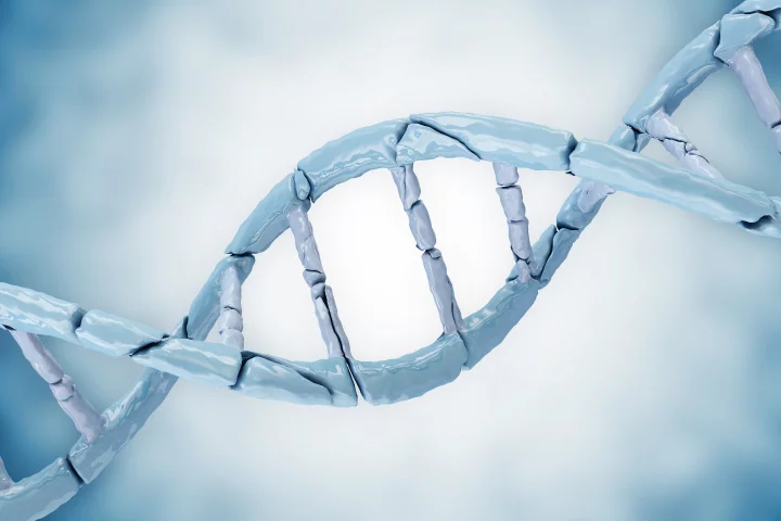An anti-aging compound could soon turn into a new drug that restores the body's ability to repair DNA to its youthful condition