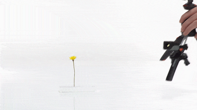 Setting up macro lighting using three Pod Mini units and Adaptalux lighting arms