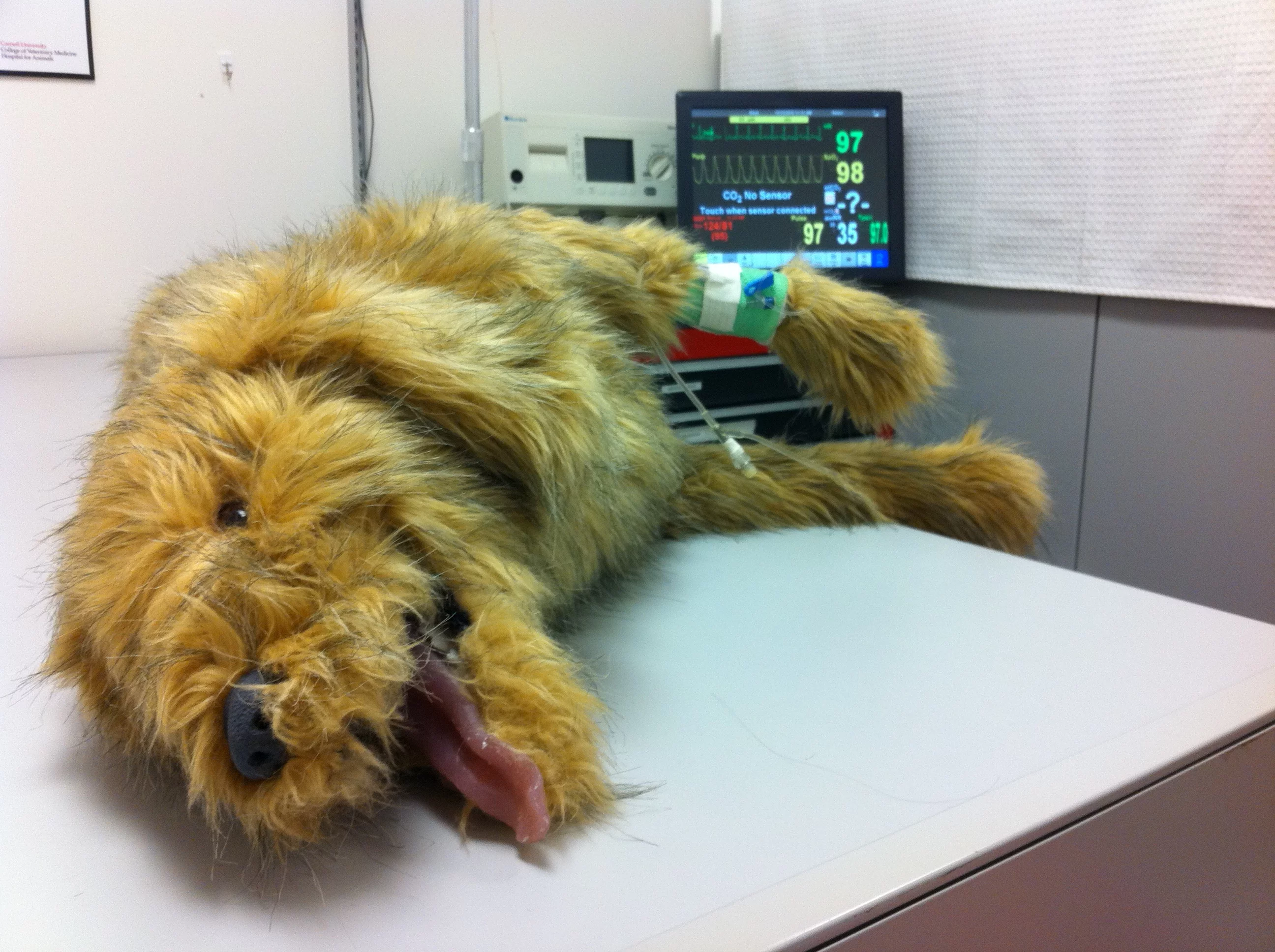 Students at Cornell University’s College of Veterinary Medicine can train in a simulation center to get realistic, hands-on experience of veterinary care