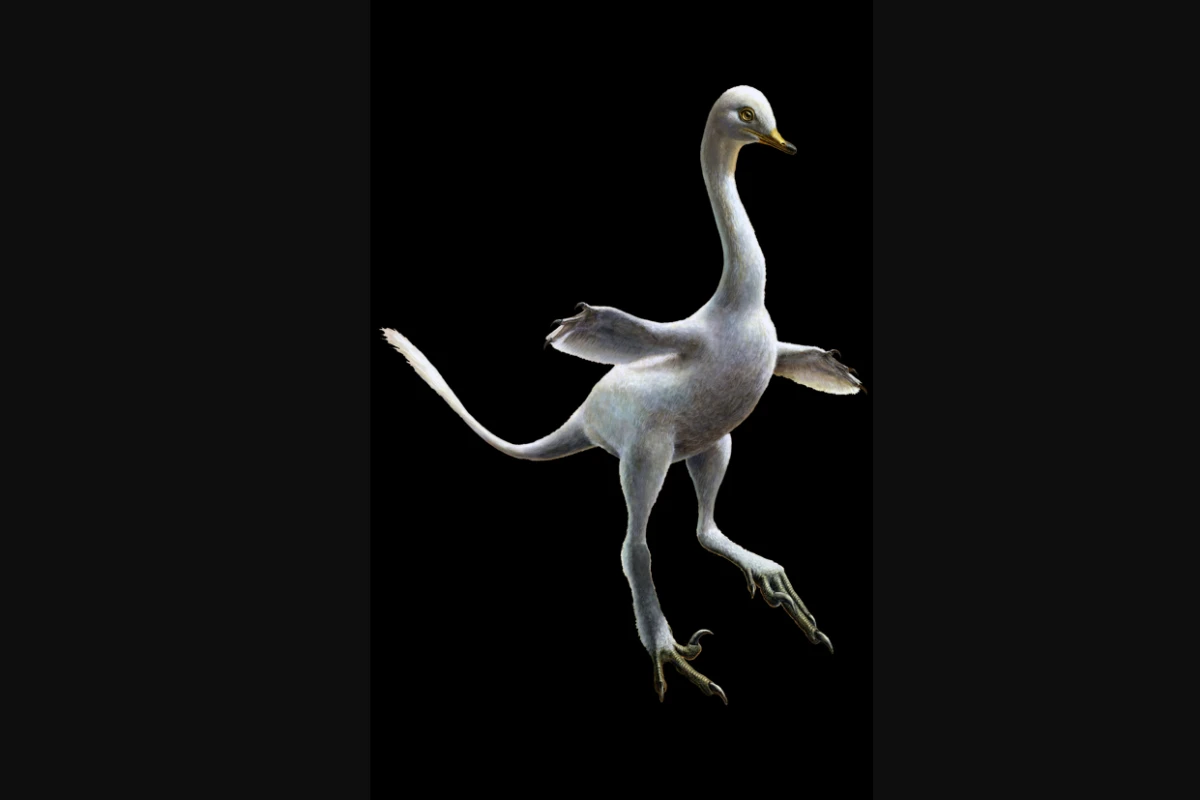 Halszkaraptor is a bizarre new species of dinosaur, blending together a swan, a penguin, a crocodile and a Velociraptor