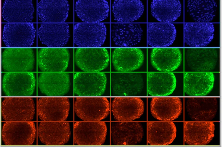 Rows of human embryonic stem cells, grown on the new surface
