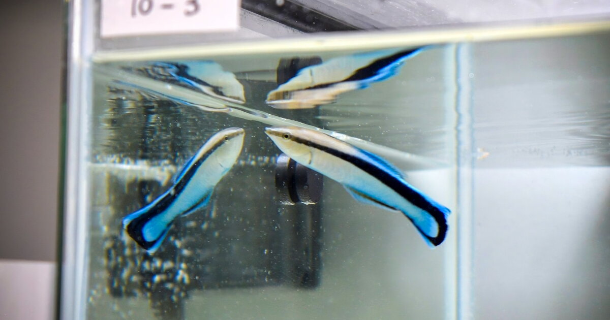 Fish Mirrored Self-aware fish flexes in mirror before fighting