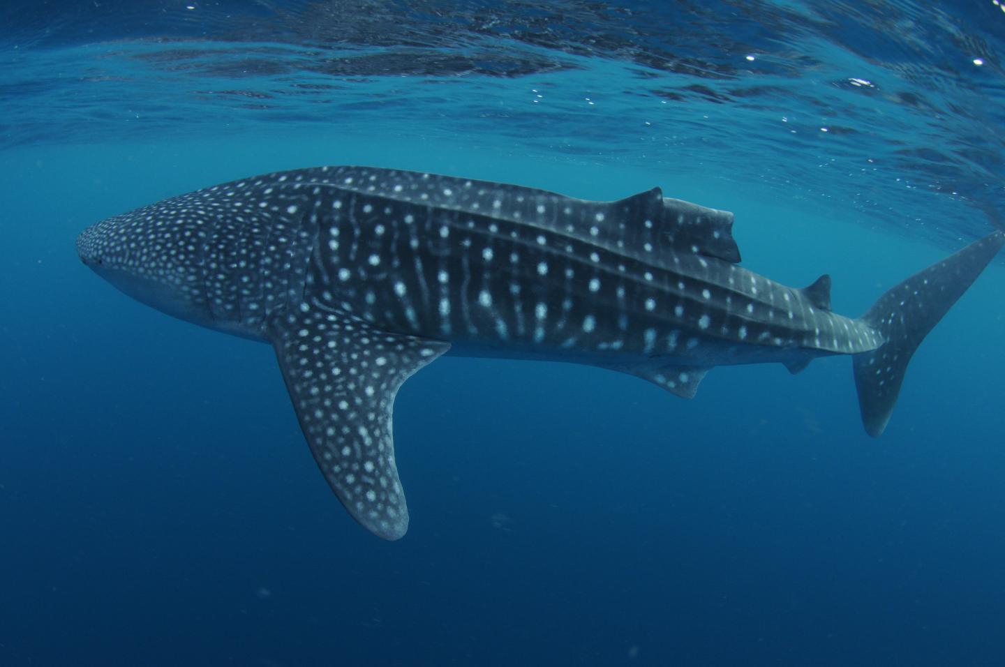 Whale sharks observed regrowing damaged dorsal fins for the ...