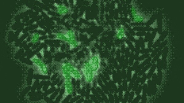 The bright green areas indicate those bacteria that have absorbed large amounts of the antimicrobial molecule, killing them but allowing the rest of the colony to continue to grow