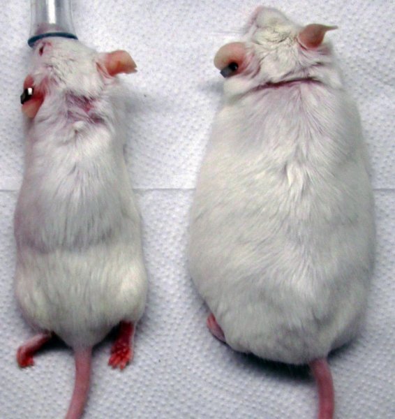 After eating food treated with the trigger antibiotic, the untreated mouse on the right gained weight while the GLP1 treated mouse on the left did not
