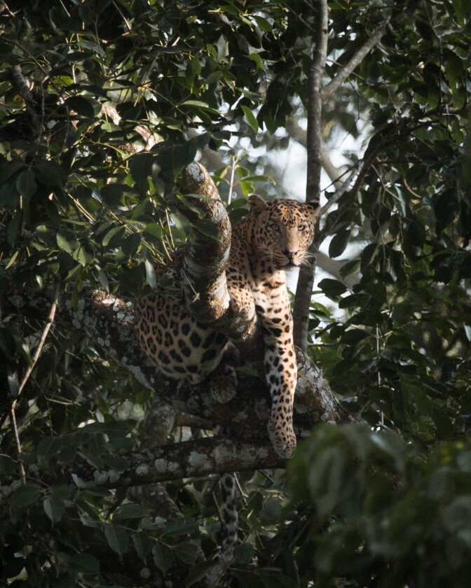 'A leopard chilling in a tree in the forests of Kabini, India'