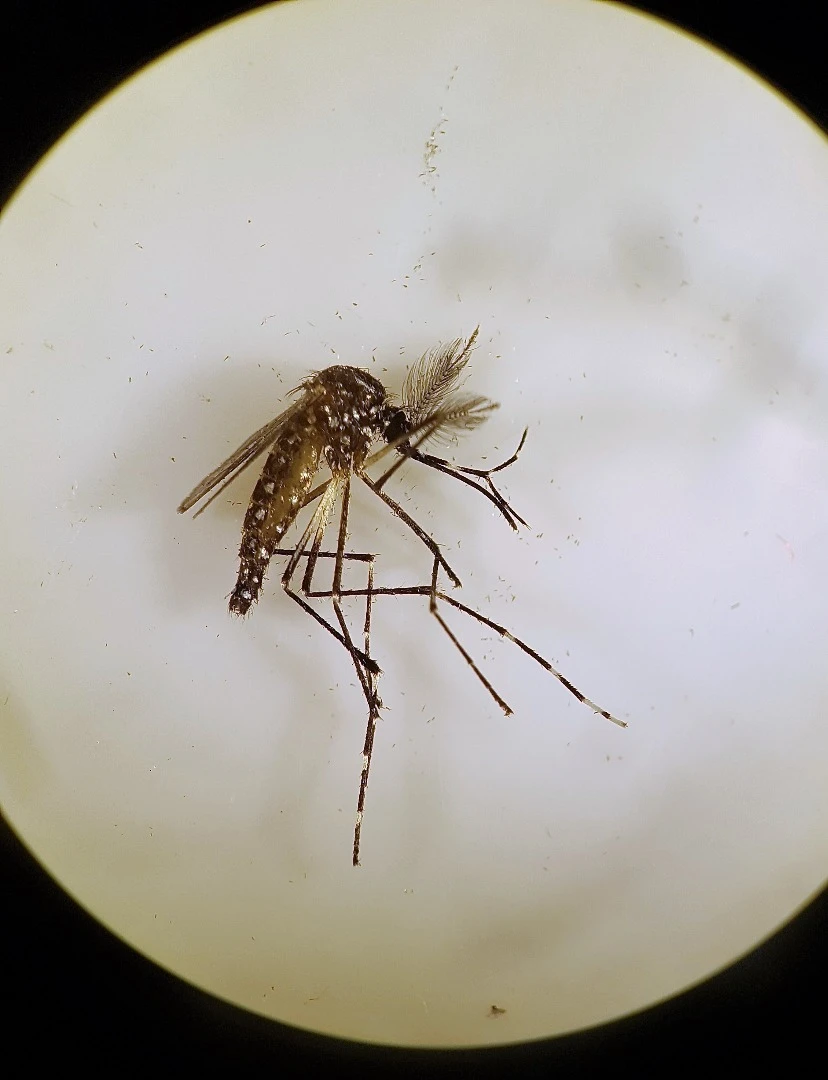 Male Aedes aegypti mosquito