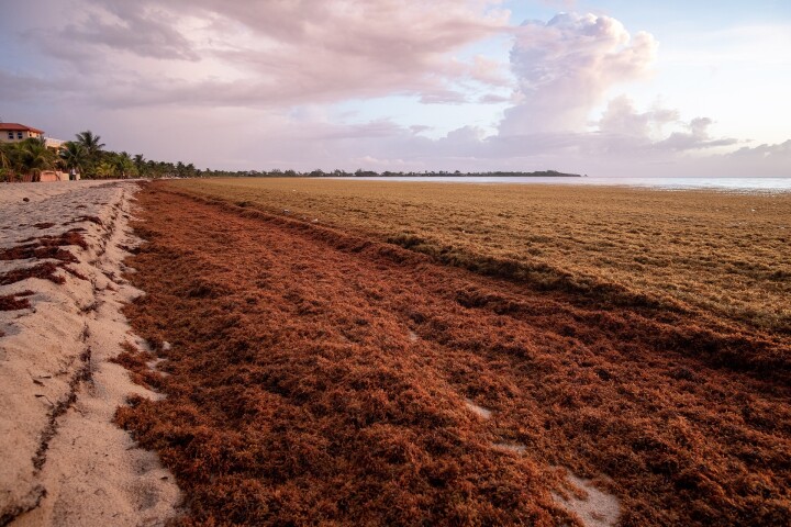 When the Sargassum mat washes ashore, it becomes a decaying mass that smells of rotten eggs