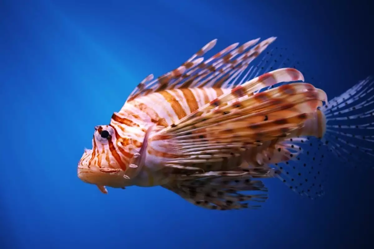 Genetics help to identify the origins of the lionfish that are devastating warm American waters