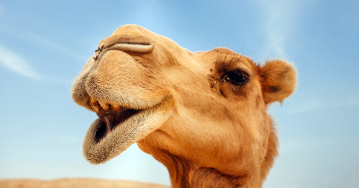 Camel milk may reduce asthma severity from dust mites Camel milk may reduce asthma severity from dust mites