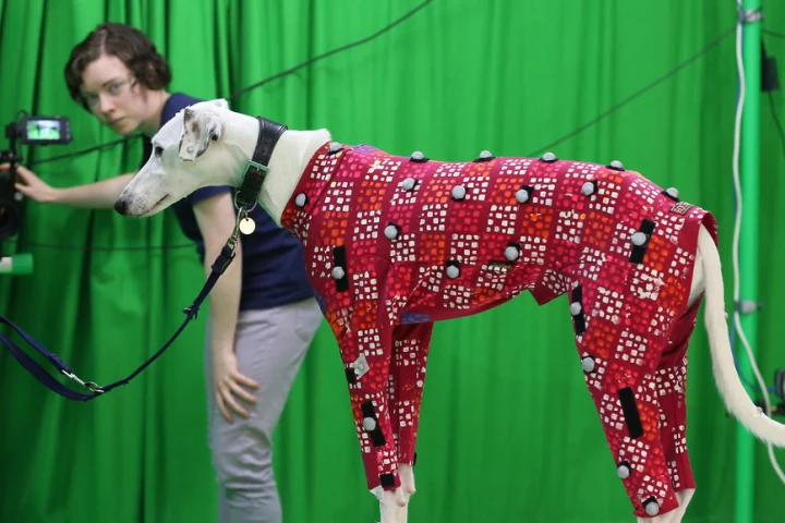 The researchers developed their new motion capture tech by first training it on a range of dogs wearing motion capture suits