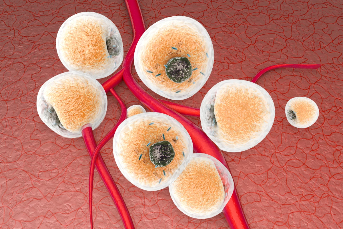 A new understanding of how a type of immune cell can drive beige fat formation in mice could lead to new therapies for obesity