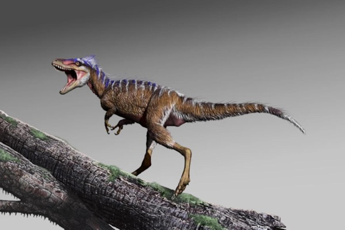 A newly-discovered species of tyrannosaur, named Moros intrepidus, was tiny at just 1.2 m (3.9 ft) tall and weighing only 78 kg (172 lb)