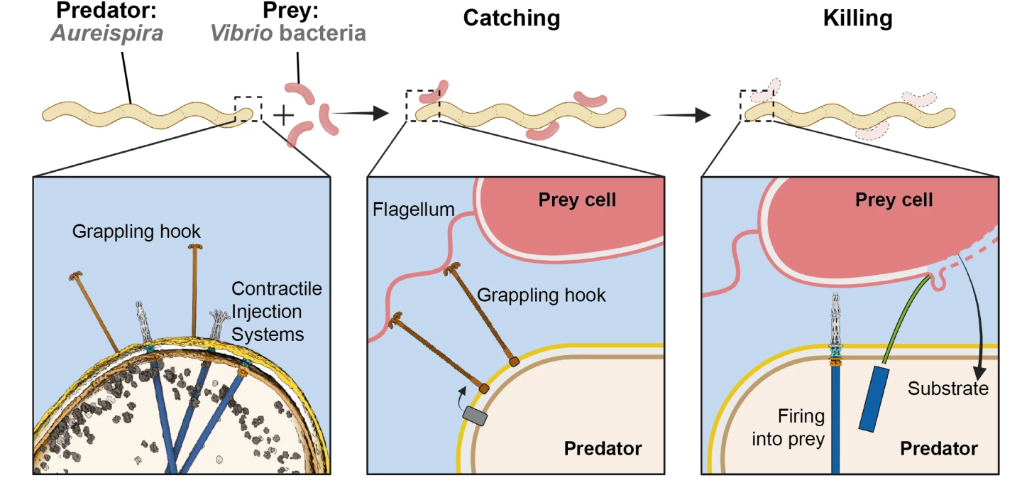 Diagrams illustrating how Aureispira bacteria attack their prey using grappling hooks and "cannons"