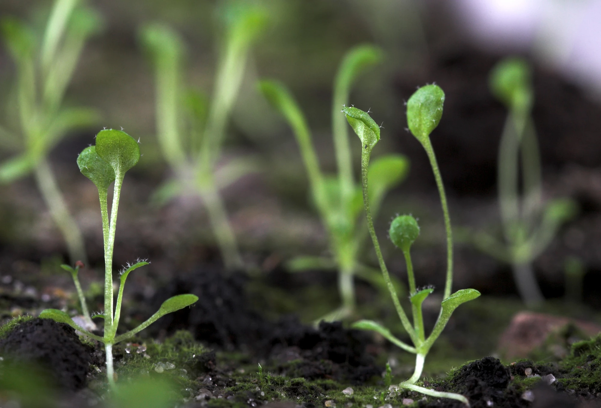 Scientists studied the impacts of plastic particles on Arabidopsis thaliana, and found that they can inhibit its growth and reduce the overall biomass of the fully formed plant