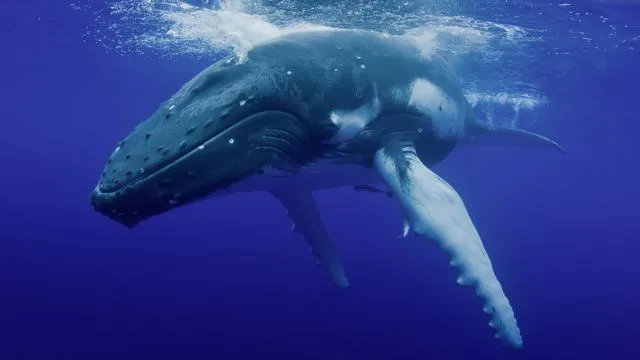 A humpback whale, with its tubercle-bearing pectoral fins