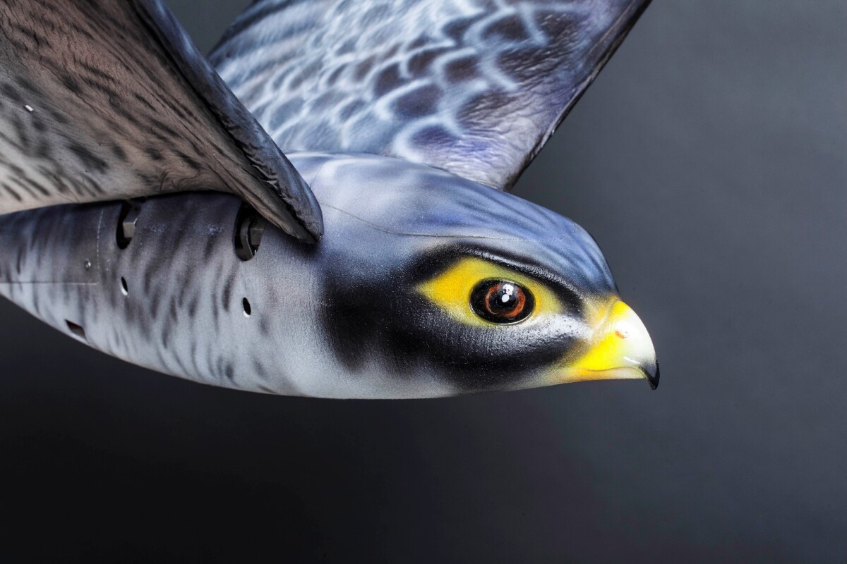 Robotic Falcon Will Chase Birds At Canadian Airport