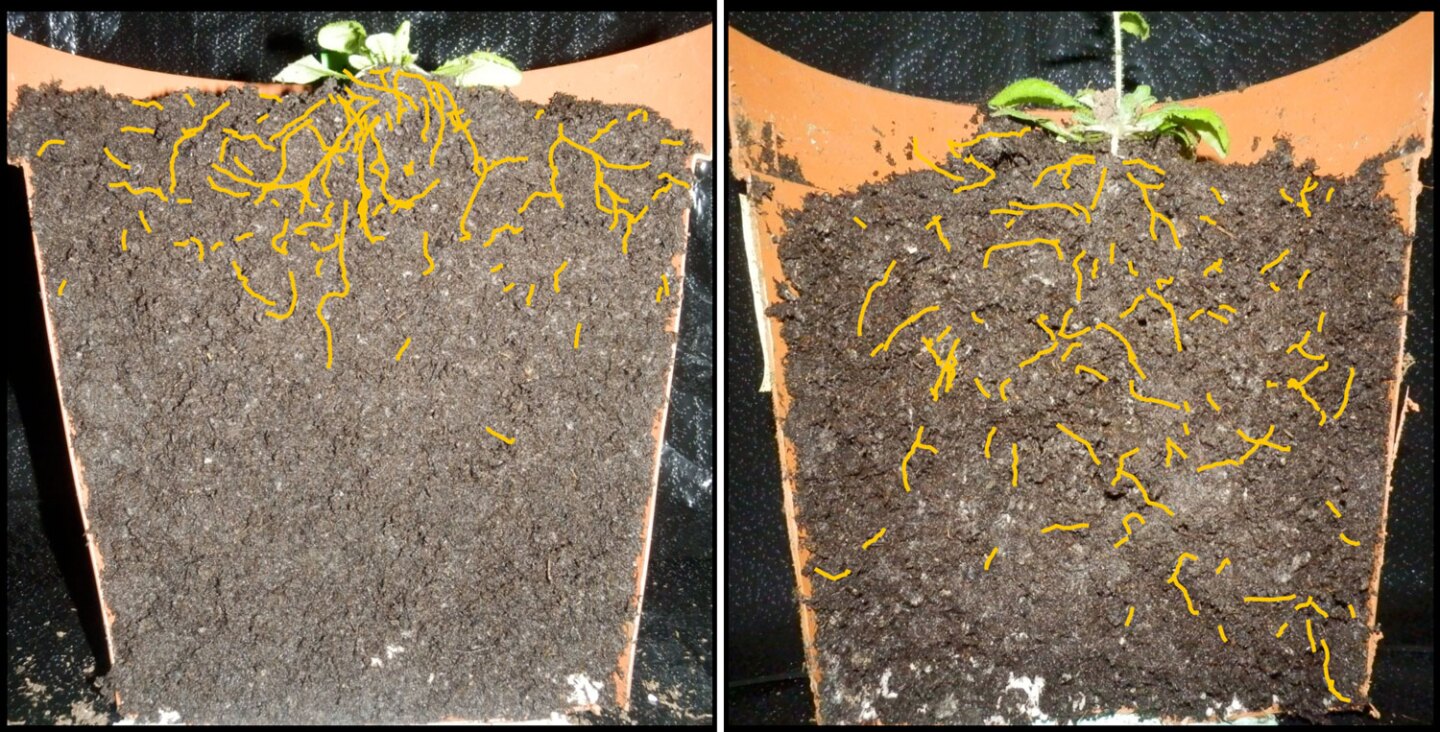 The root system of the thale cress plant, spliced in half for easier study
