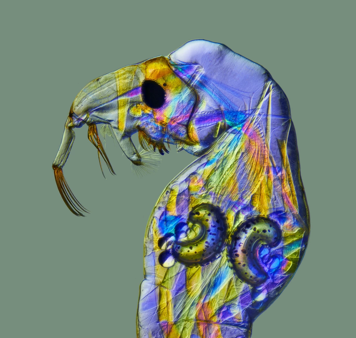 Honorable Mention. Phantom midge larva