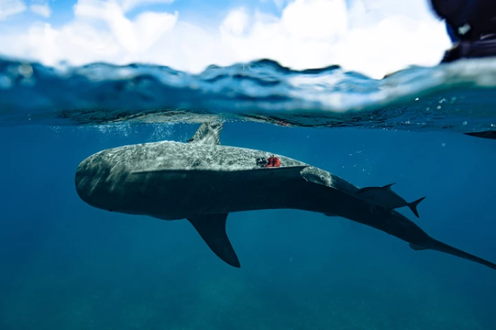 Scientists have used tagged tiger sharks to map out the world's largest seagrass ecosystem