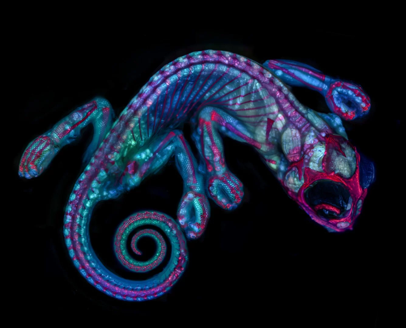 Honorable Mention: Chameleon embryo