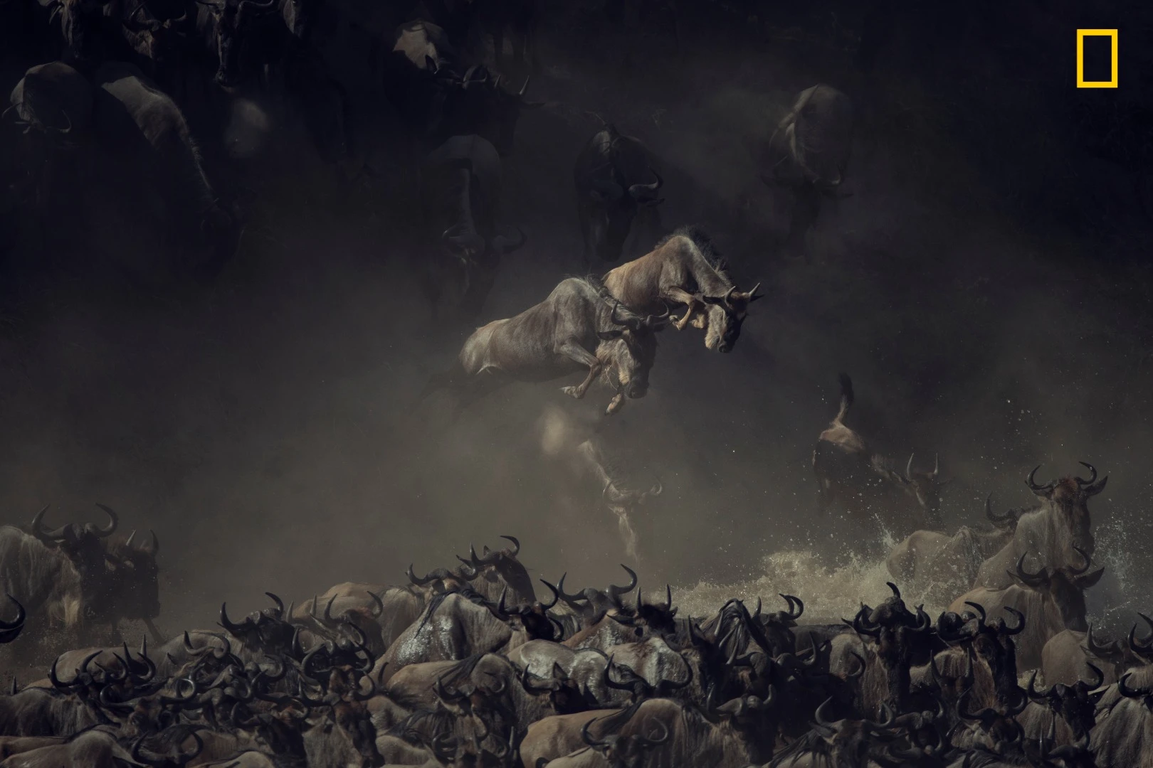 1st Place - Wildlife. It was early morning when I saw the wildebeests crossing Tanzania’s Mara River. The layering of dust, shade, and sun over the chaos of wildebeests kicking up water gives this picture a sense of mystique and allure. It’s almost like an old painting—I’m still compelled to search the detail of the image to absorb the unreal scene