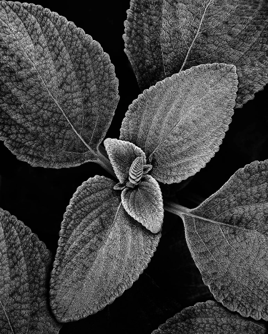 Commended: Leaf Textures
