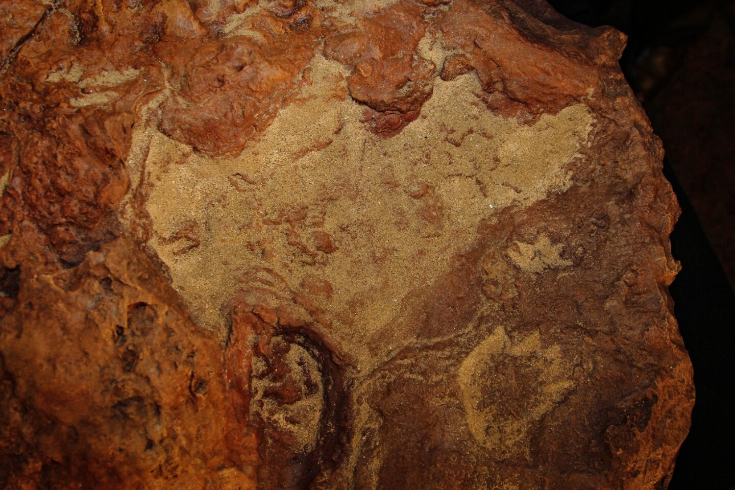 It's rare to find mammal footprints this old, and it's even rarer to find them weaving amongst dinosaur tracks