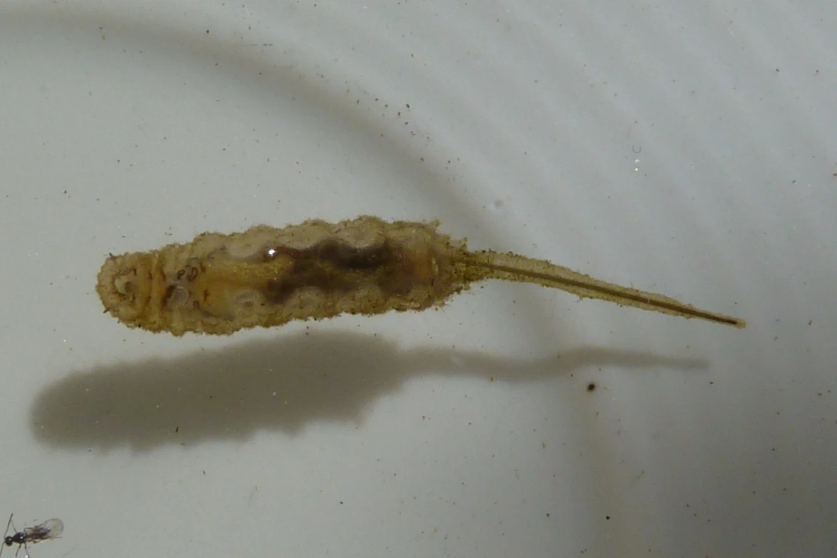 A rat-tailed maggot, which is able to stay surprisingly bacteria-free