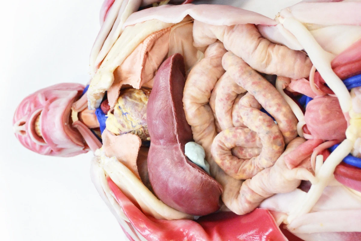 Unlike a cadaver, the SynDaver Patient's tissues resemble and function like those of a living person