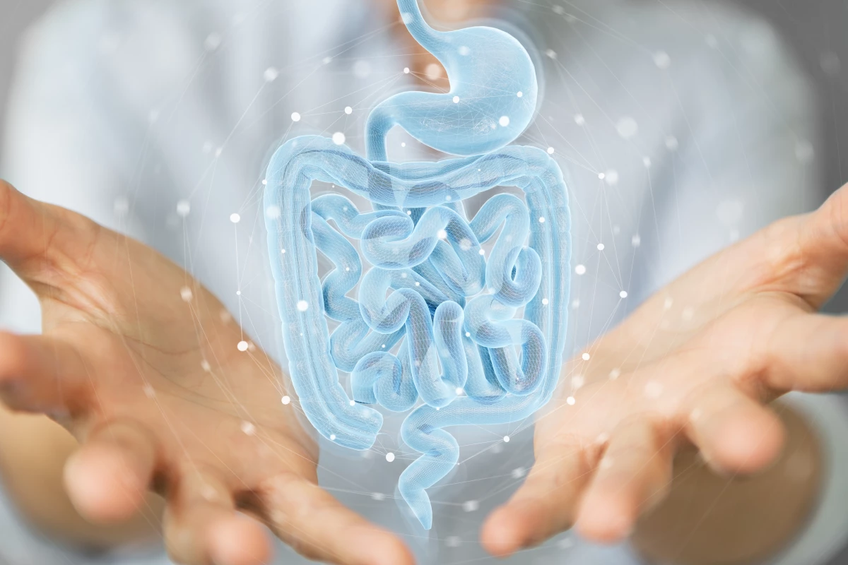 Scientists have described a subset of immune cells that play a key role in bowel health