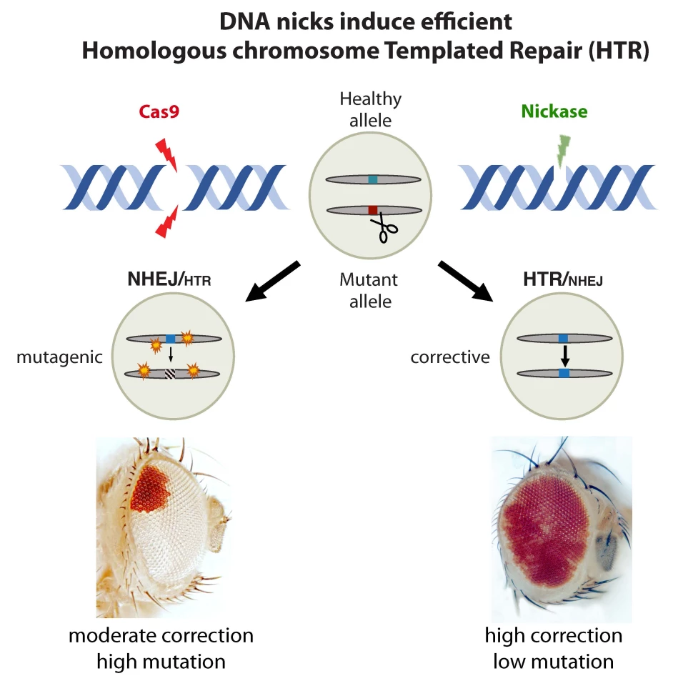A diagram demonstrating the difference between using CRISPR-Cas9 (left) and CRISPR with nickases (right)