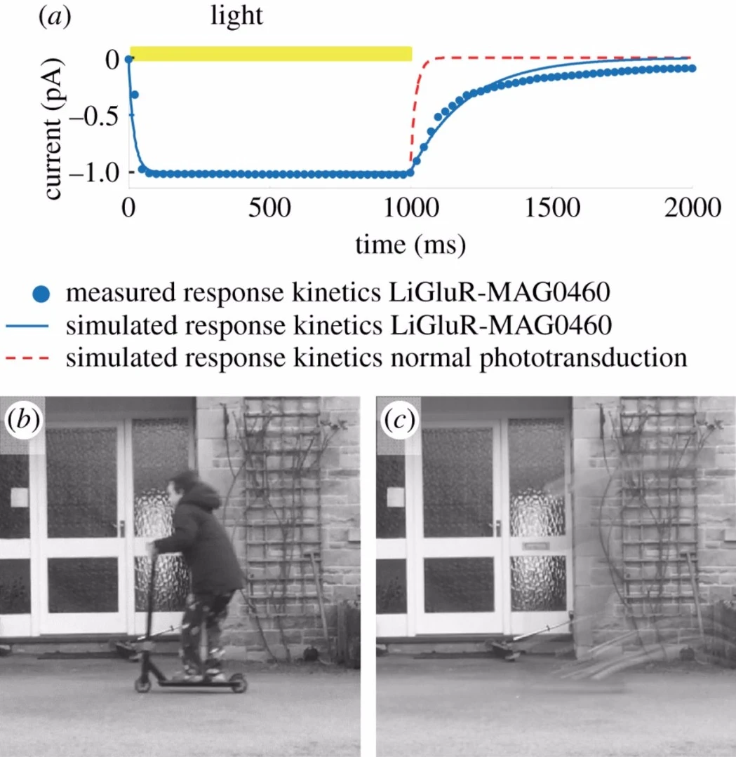 Fast-moving objects may appear invisible to people with bionic vision