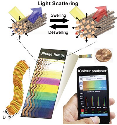 The scientists have created a smartphone app, which uses the phone's camera to accurately read the color on a litmus strip containing the bacteriophages