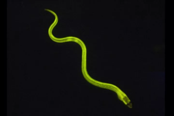 A glowing Japanese freshwater eel – it's more than just tasty