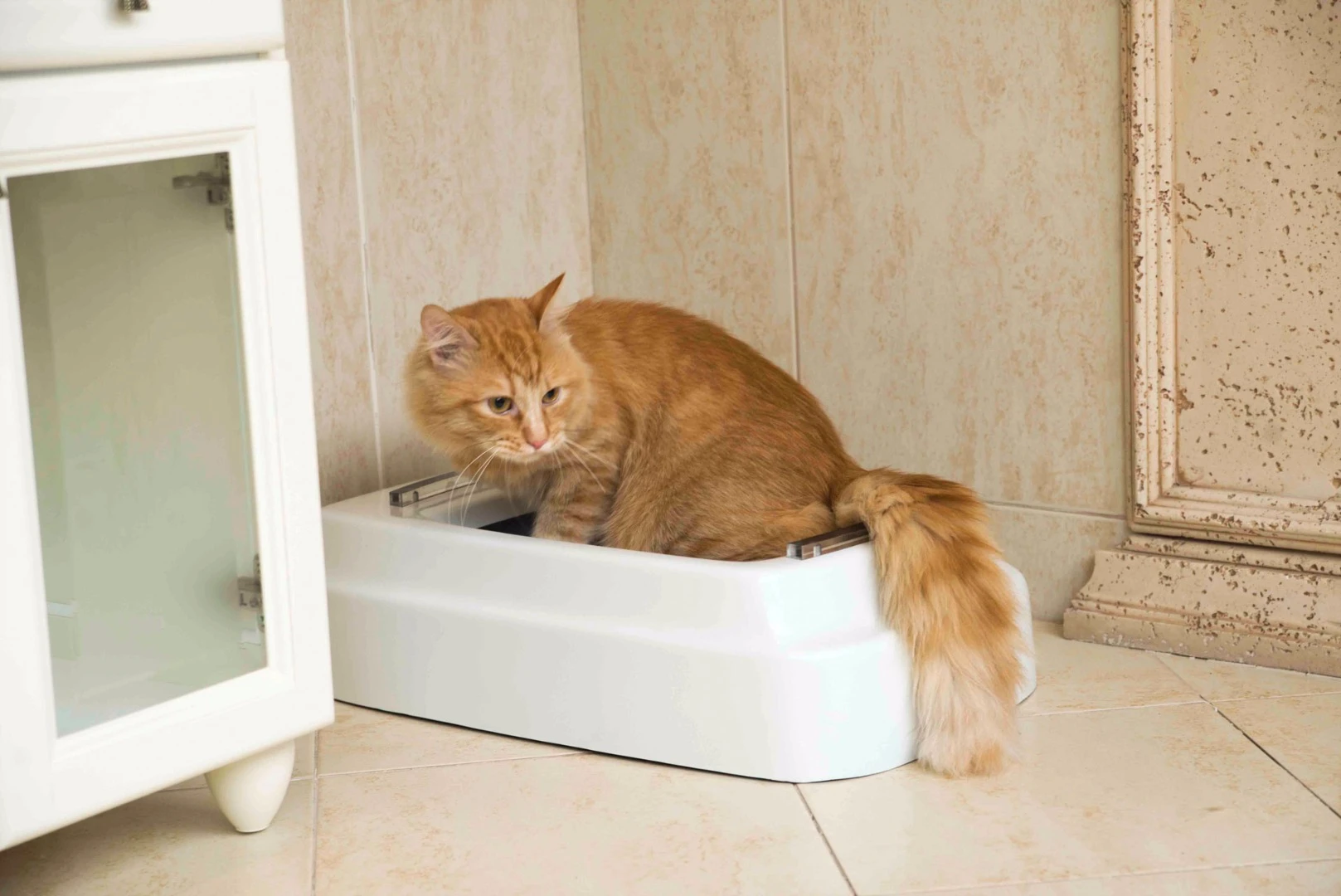 The Catolet may just be the cat's pyjamas