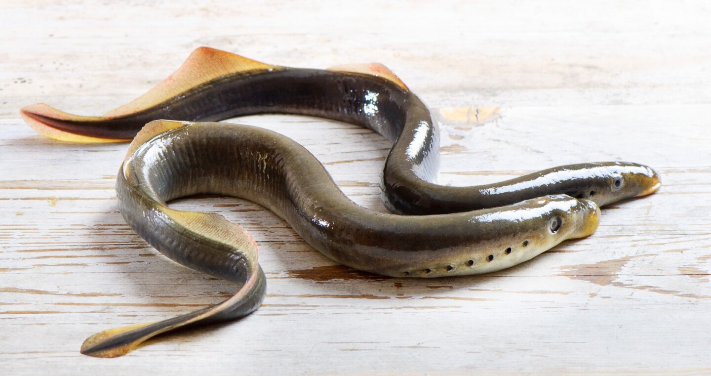 The sea lamprey first made its way into the lakes from the Atlantic Ocean in the early 20th century, via shipping canals