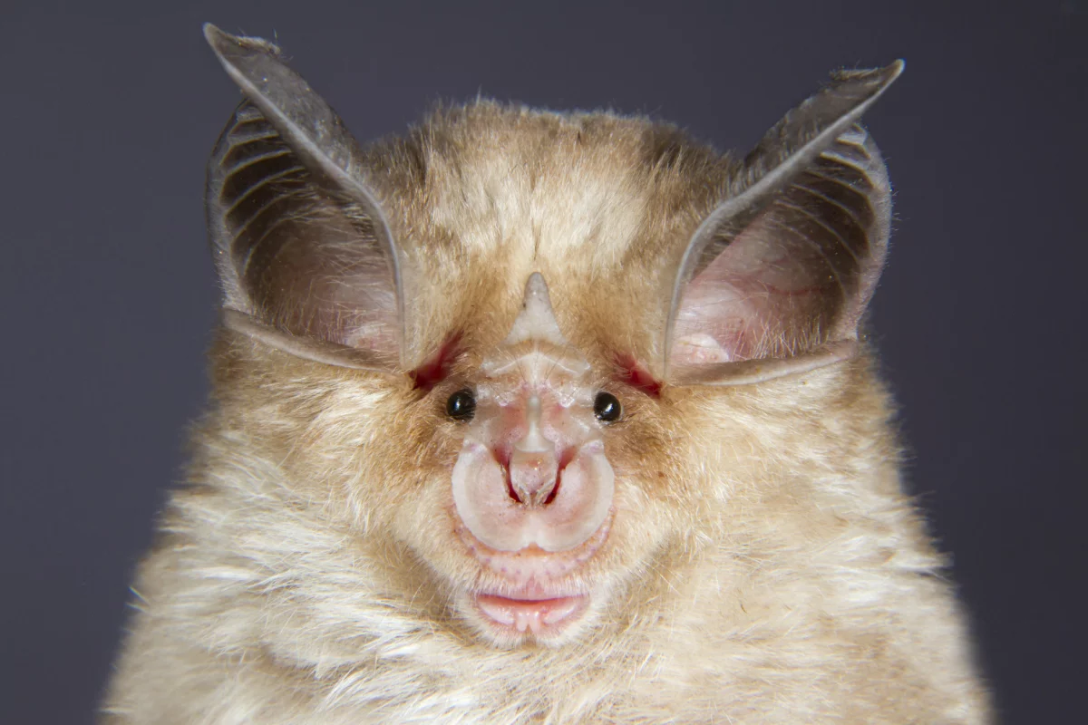 A horseshoe bat, with its clever nose and ears