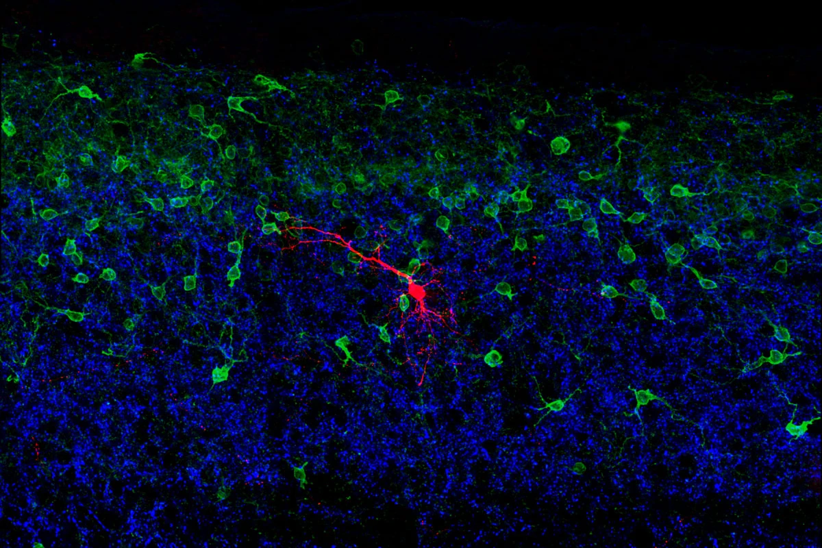 Scientists have mapped a cluster of neurons that aid our understanding of what keeps us from falling over (Image: Steeve Bourane/Salk Institute for Biological Studies)
