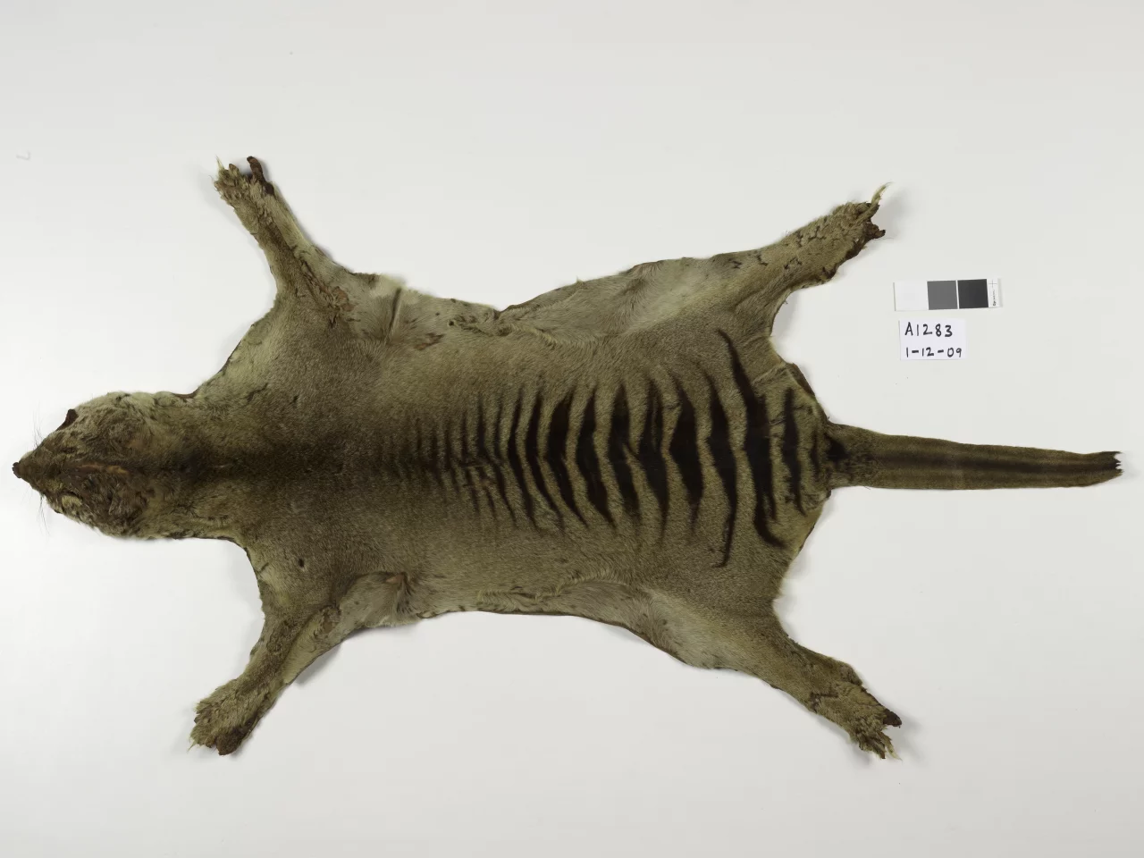 The thylacine skin now linked to the last known individual of the species