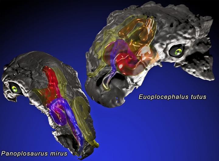 In Panoplosaurus (left), the nasal passages were longer than the skull itself, and in Euoplocephalus (right) they were almost twice as long as the skull, as well as coiled up the snout
