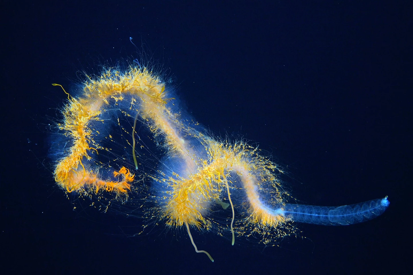 A galaxy siphonophore observed on the northern flank of Motu Motiro Hiva, an uninhabited island along the Salas y Gómez Ridge