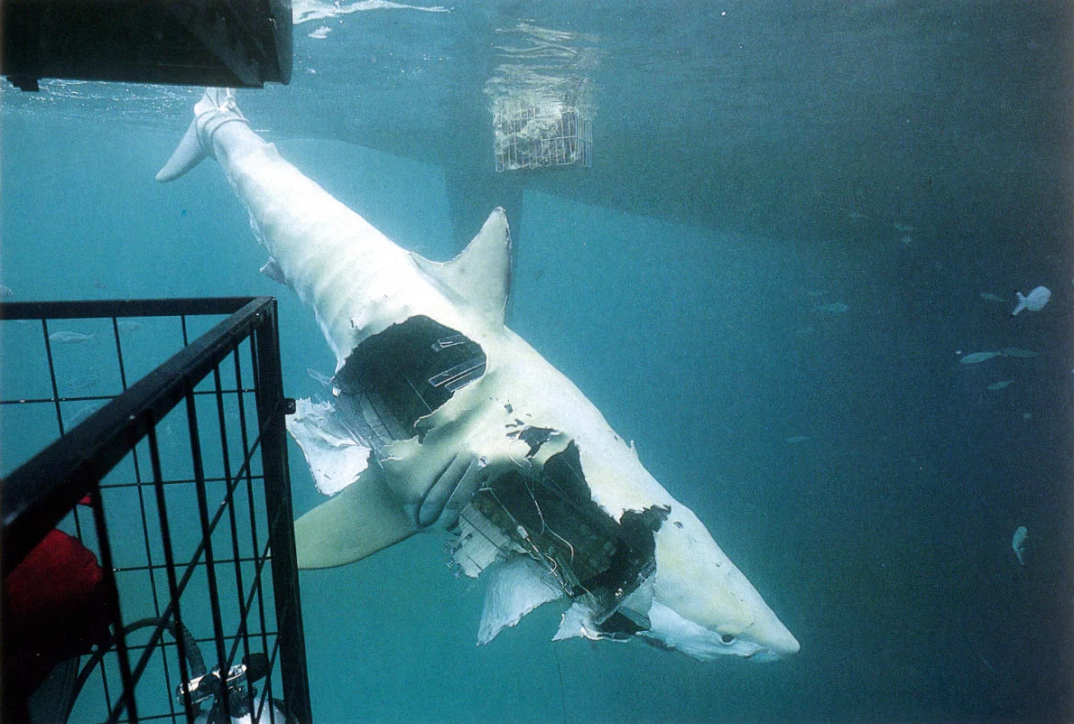 Alison the mechanical shark after being attacked by great whites