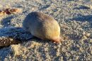 Scientists have rediscovered De Winton's golden mole, 87 years after it was last sighted